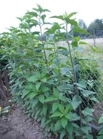 DSCN1905.webp