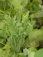 DSCN1906.webp