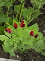 DSCN1907.webp