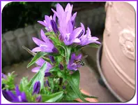 blauneu.webp