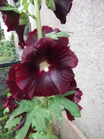 DSCF0579.webp