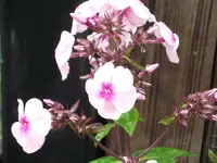 DSCF0584.webp