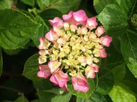 DSCF0593.webp