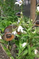 Garten Juni 4 001.webp