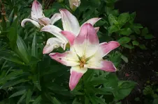 Garten Juni 4 002.webp