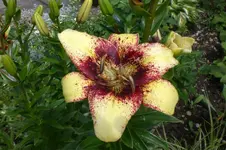 Garten Juni 4 003.webp
