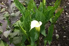 Garten Juni 4 004.webp
