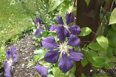 Garten Juni 4 005.webp
