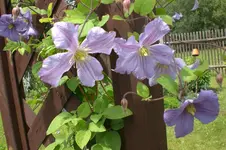 Garten Juni 4 006.webp