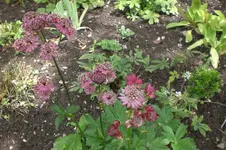 Garten Juni 4 007.webp