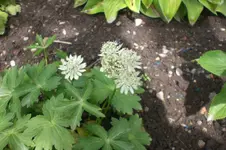 Garten Juni 4 008.webp