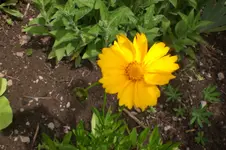 Garten Juni 4 009.webp