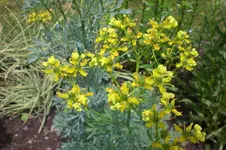Garten Juni 4 010.webp