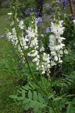 Garten Juni 4 011.webp
