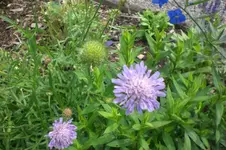 Garten Juni 4 012.webp