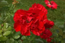 Garten Juni 4 013.webp