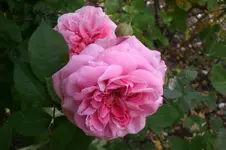 Garten Juni 4 015.webp