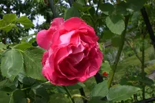 Garten Juni 4 018.webp