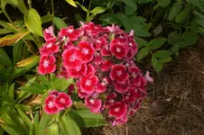 Garten Juni 4 019.webp