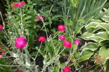 Garten Juni 4 021.webp
