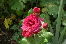Garten Juni 4 022.webp