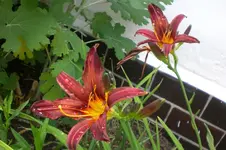 Garten Juni 4 023.webp