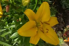 Garten Juni 4 024.webp
