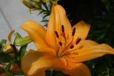 Garten Juni 4 025.webp