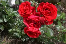Garten Juni 4 027.webp