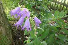 Garten Juni 4 030.webp
