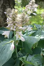 Garten Juni 4 031.webp