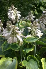 Garten Juni 4 032.webp