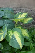 Garten Juni 4 033.webp