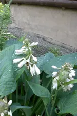 Garten Juni 4 034.webp