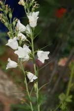 DSC05541.webp