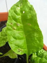 CIMG9334 Mangold Oberseite.webp