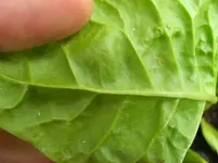 CIMG9338 Mangold Unterseite.webp