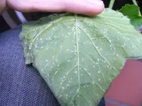 CIMG9333 Zucchini Blattunterseite.webp