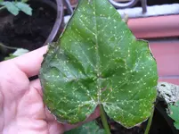 CIMG9332 Zucchini Befallstadium 2.webp