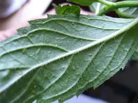 CIMG9320 Pfefferminze Unterseite.webp