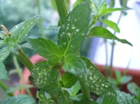 CIMG9326 Pfefferminze.webp