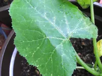 CIMG9330 Zucchini Befallstadium 1.webp