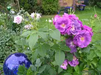 Rhapsody in Blue.webp
