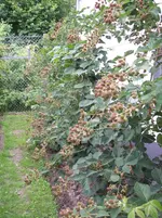 100_3530.webp