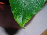 dscn9025.webp