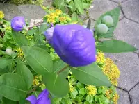 Ballonblume (6).webp