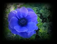 Anemone.webp