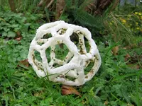 Basket Fungus v.webp