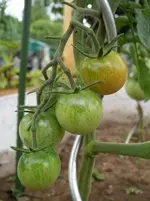 Westerntomate 20.6.11.webp