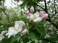Apfelblüte.webp
